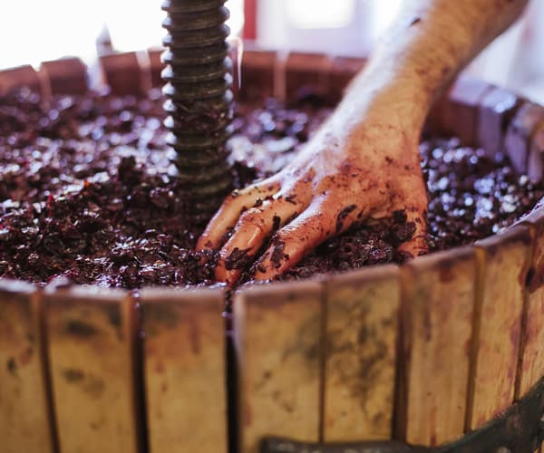 grapes crushed for making wine
