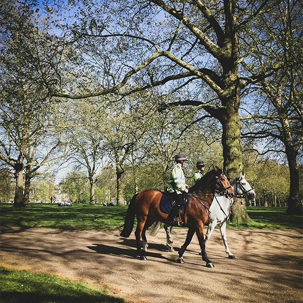 The Best Ways to Enjoy Horses in London