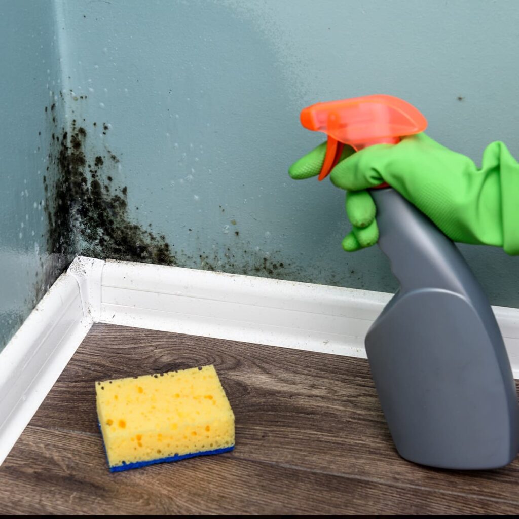 Mould At Home