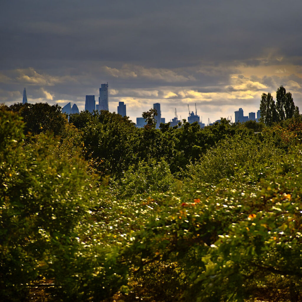 Field of flowers with london on the back