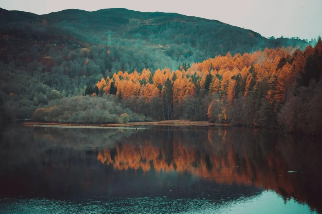 Still Highland loch reflecting hillsides of golden and orange autumn larches beneath dark green forest